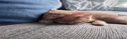 Munchkin cats for sale: Ginger kittens munchkin cross in Robertsbridge - Advert 8