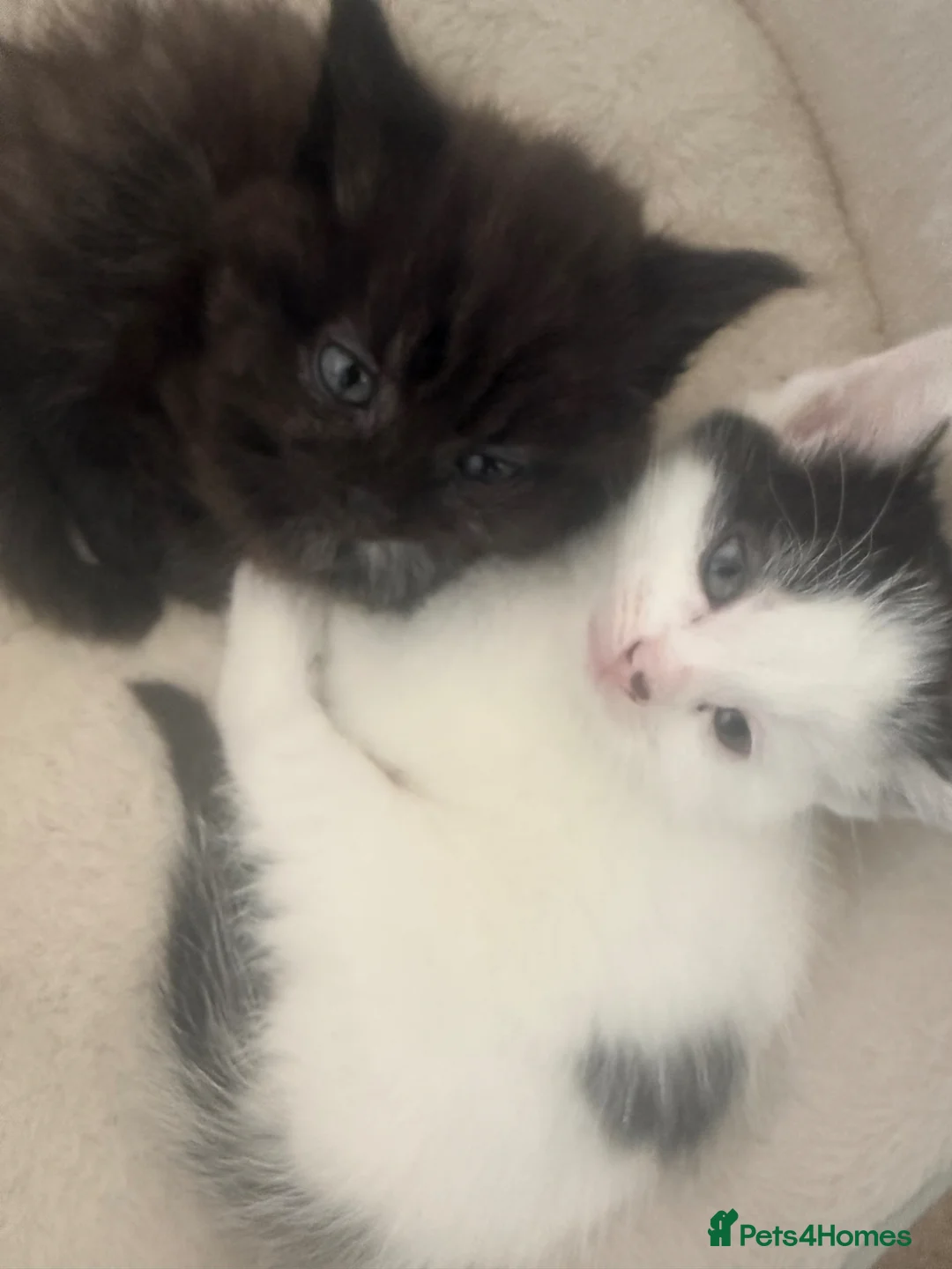 Mixed Breed cats for sale: Kitten ready to leave  - Advert 2