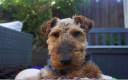 Welsh Terrier dogs for adoption: Sweet Charlie looking for LOVE - Image 10
