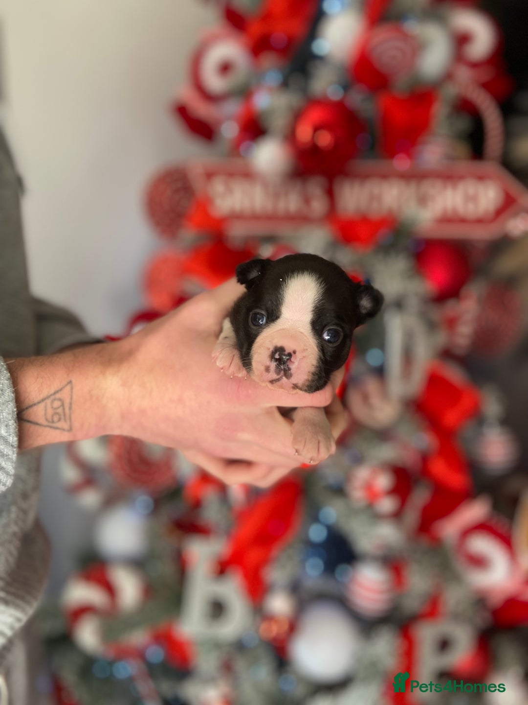 Boston Terrier dogs for sale: Wildax boston terrier KC puppies - Advert 4