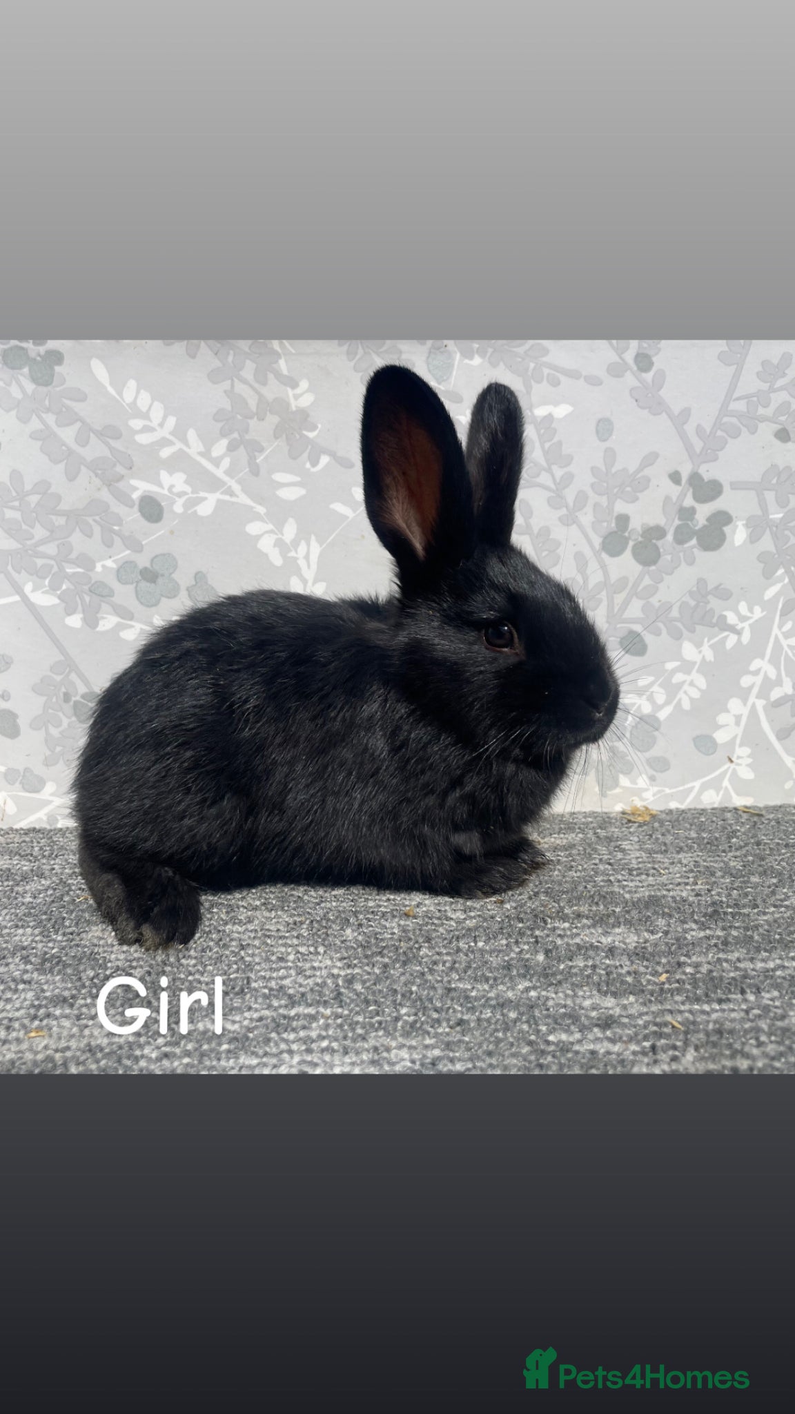 English Spot rabbits READY TO LEAVE NOW English spot x lionhead  - Advert 4
