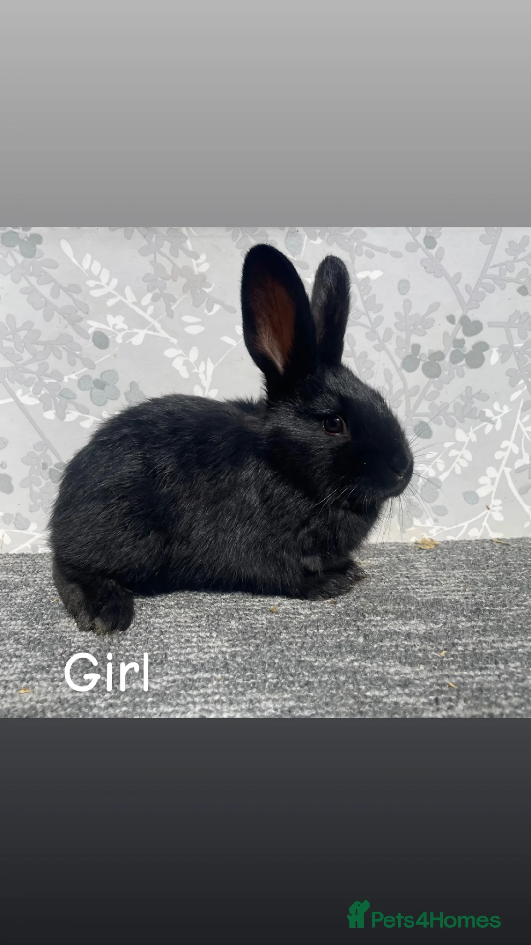 English Spot rabbits for sale: READY TO LEAVE NOW English spot x lionhead  - Advert 1
