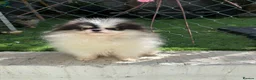 Pomeranian dogs for sale: Beautiful Pomeranians 🖤🤍 - Advert 5