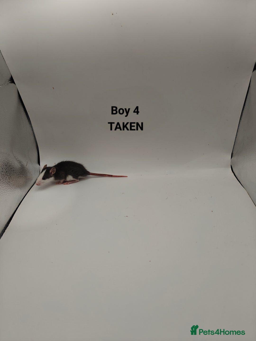 Rat rodents for sale: NOV: 18 Rats (8 Rats: 3 Boy & 5 Girls Left) - Advert 4