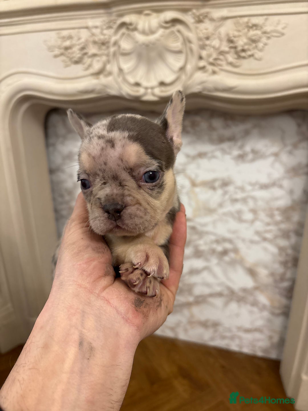 French Bulldog dogs for sale: Unique litter! - Advert 3
