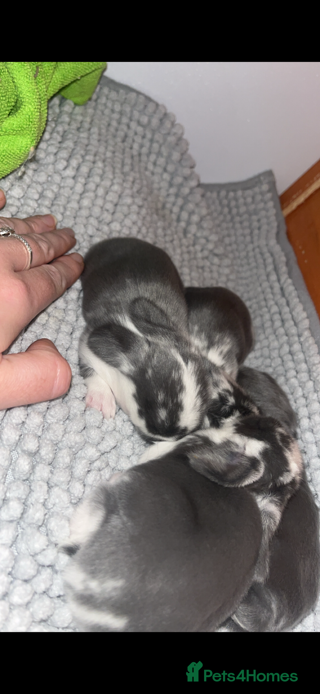 French Lop rabbits for sale: Giant French lop rabbits  - Image 23