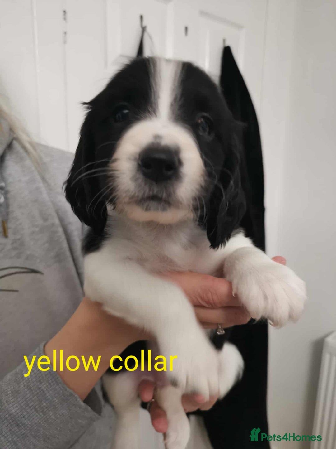 English Springer Spaniel dogs for sale: 🐶 Chunky Springer Spaniel Puppies for Sale! 🏡 - Advert 7