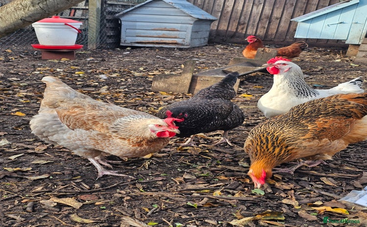 Chickens poultry - Advert 1