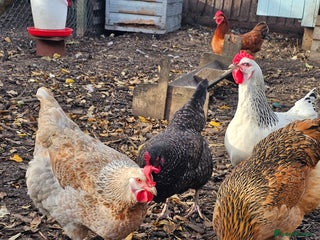 Chickens poultry for sale - Advert 1