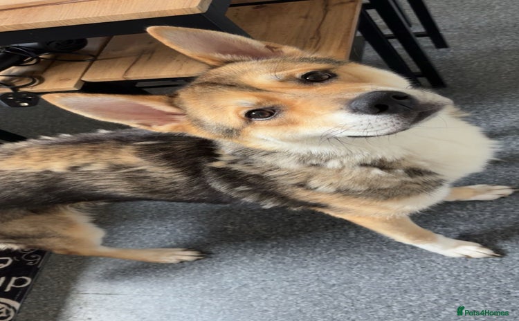 Huskita dogs - Advert 1