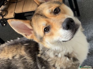 Huskita dogs - Advert 3