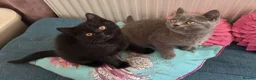 British Shorthair cats for sale: British shorthair kittens  - Advert 6