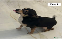 Chihuahua dogs for sale: 3/4 chihuahua 1/4 jack russell - Image 18