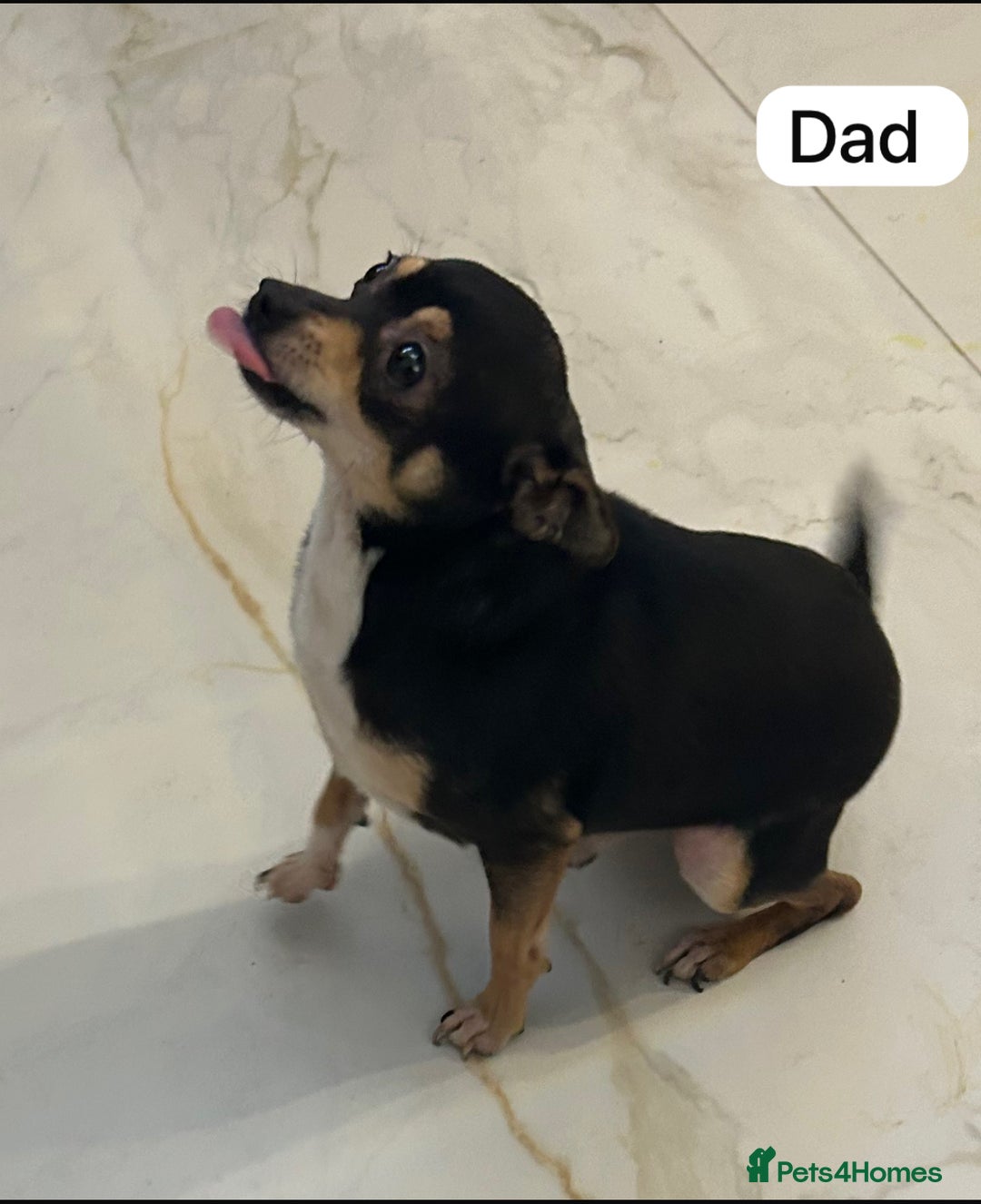 Chihuahua dogs for sale: 3/4 chihuahua 1/4 jack russell - Image 18