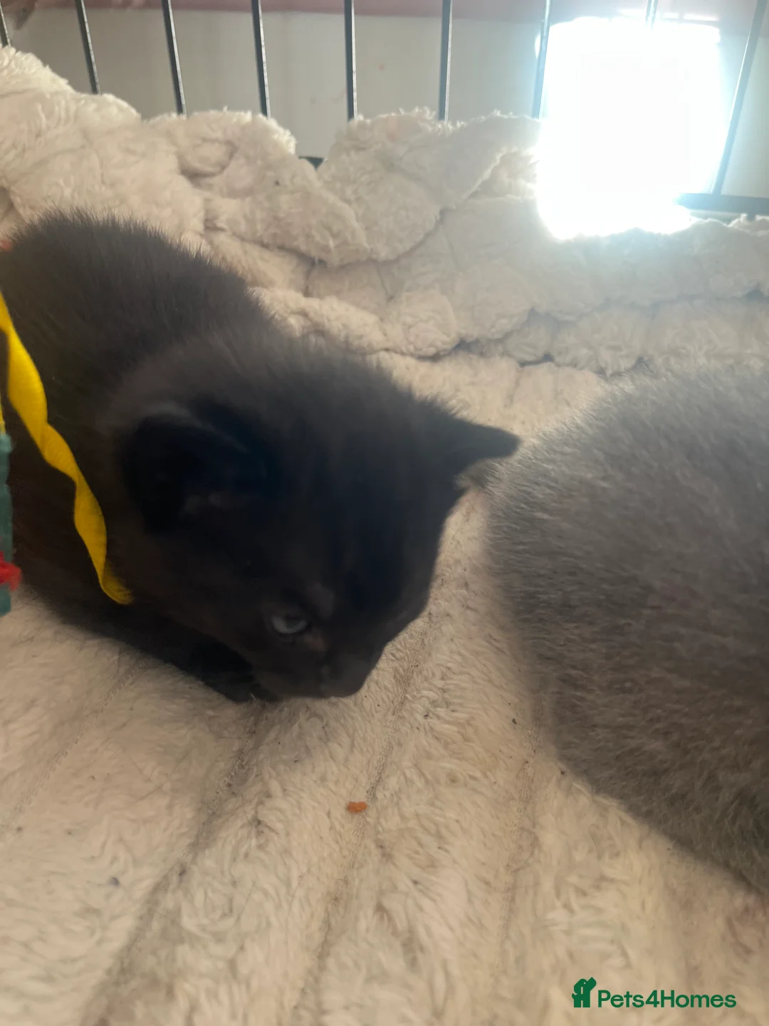 Mixed Breed cats for sale: 3 mixed kittens - Advert 2