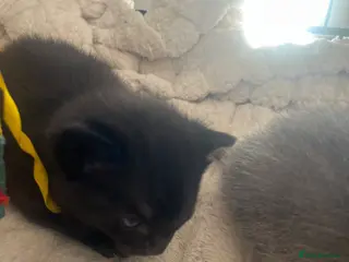 Mixed Breed cats 3 mixed kittens - Advert 8