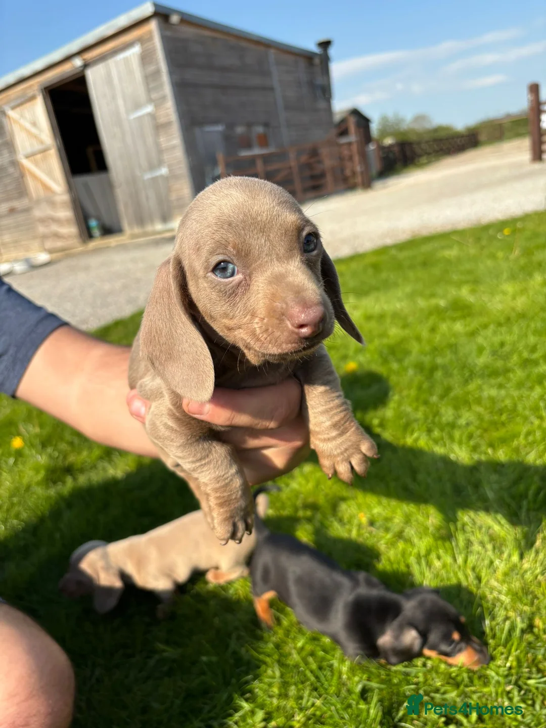 Dachshund dogs for sale: Dachshund puppies - Advert 1