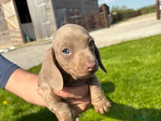 Dachshund dogs Dachshund puppies - Advert 9