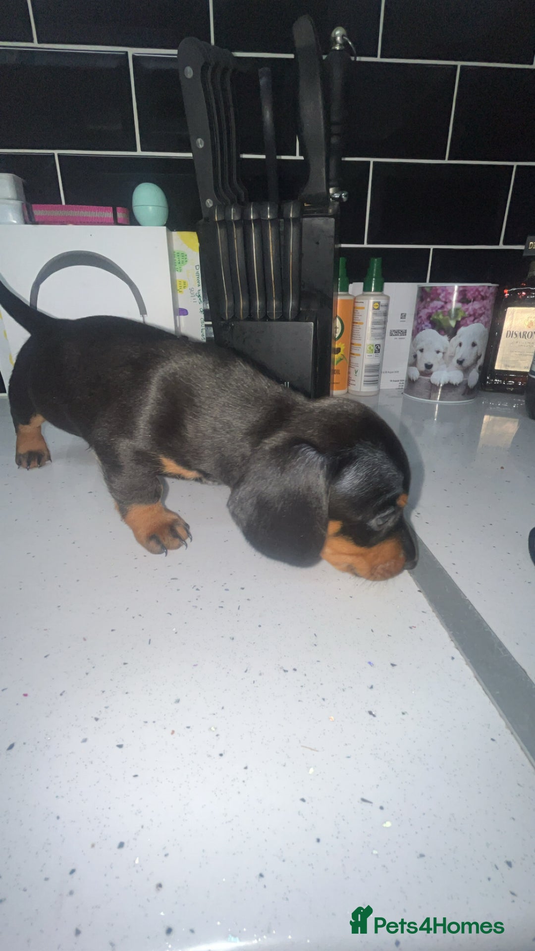 Dachshund dogs for sale: Exceptional Puppies 1 Boy boy left  - Advert 17