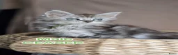Maine Coon cats for sale: Beautiful mainecoon/polydactol babies  - Advert 8