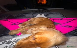 Cocker Spaniel dogs for sale: Meet Daisy – looking for her forever home❤️ - Advert 3