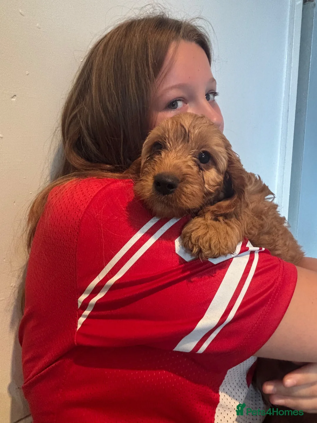 Cockapoo dogs for sale: Cockerpoo puppies  - Advert 2