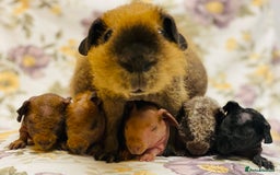 Guinea Pig rodents for sale: Skinny pig, werewolf and Baldwin breeder - Image 5
