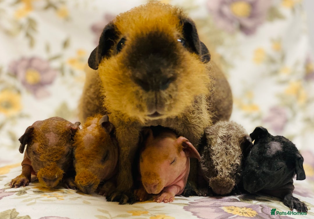 Guinea Pig rodents for sale: Skinny pig, werewolf and Baldwin breeder - Image 5