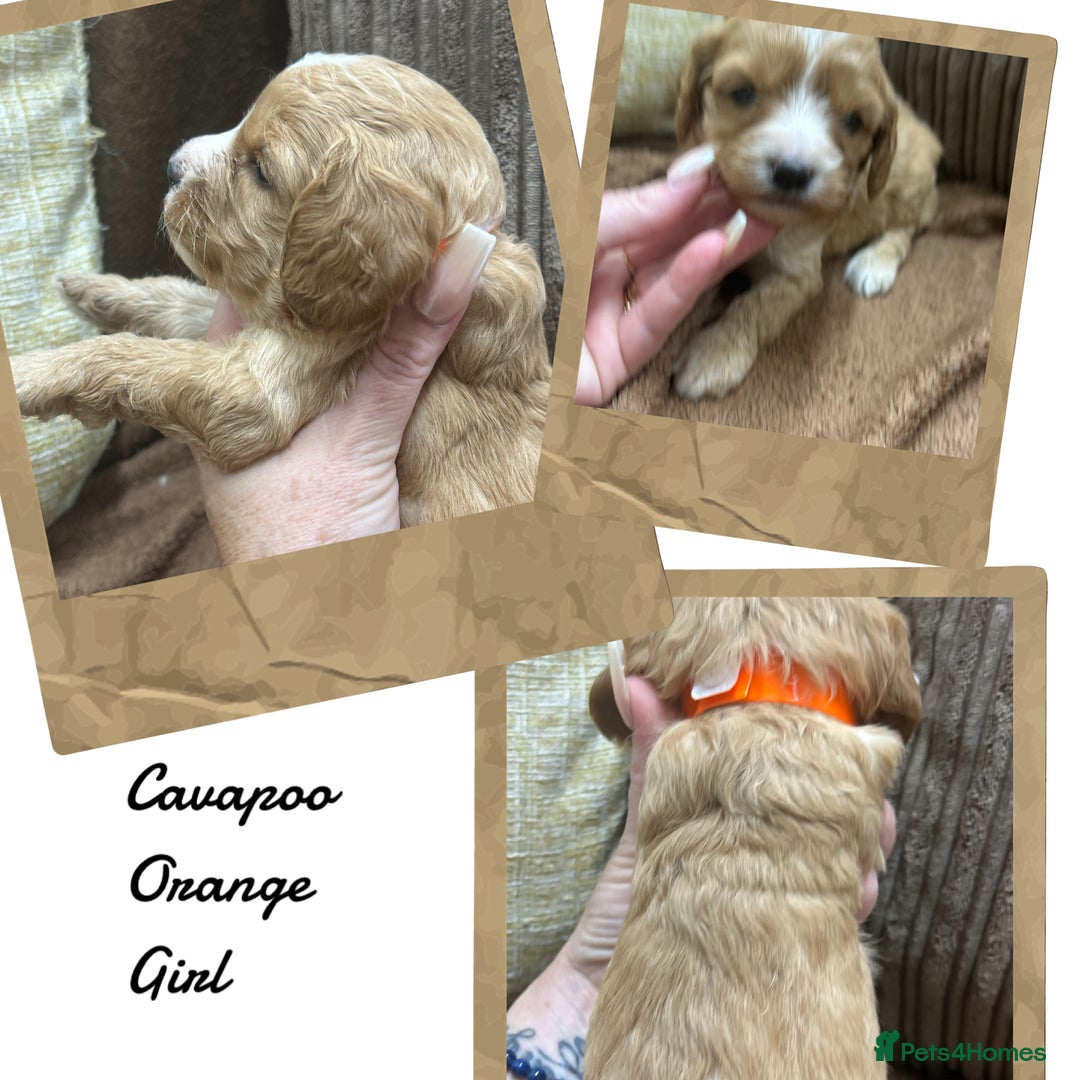 Cavapoo dogs for sale: Beautiful fully DNA tested Cavapoo's  - Image 3