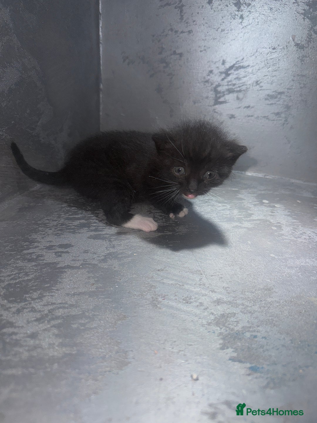 British Shorthair cats for sale: British short hair cross breed - Image 2