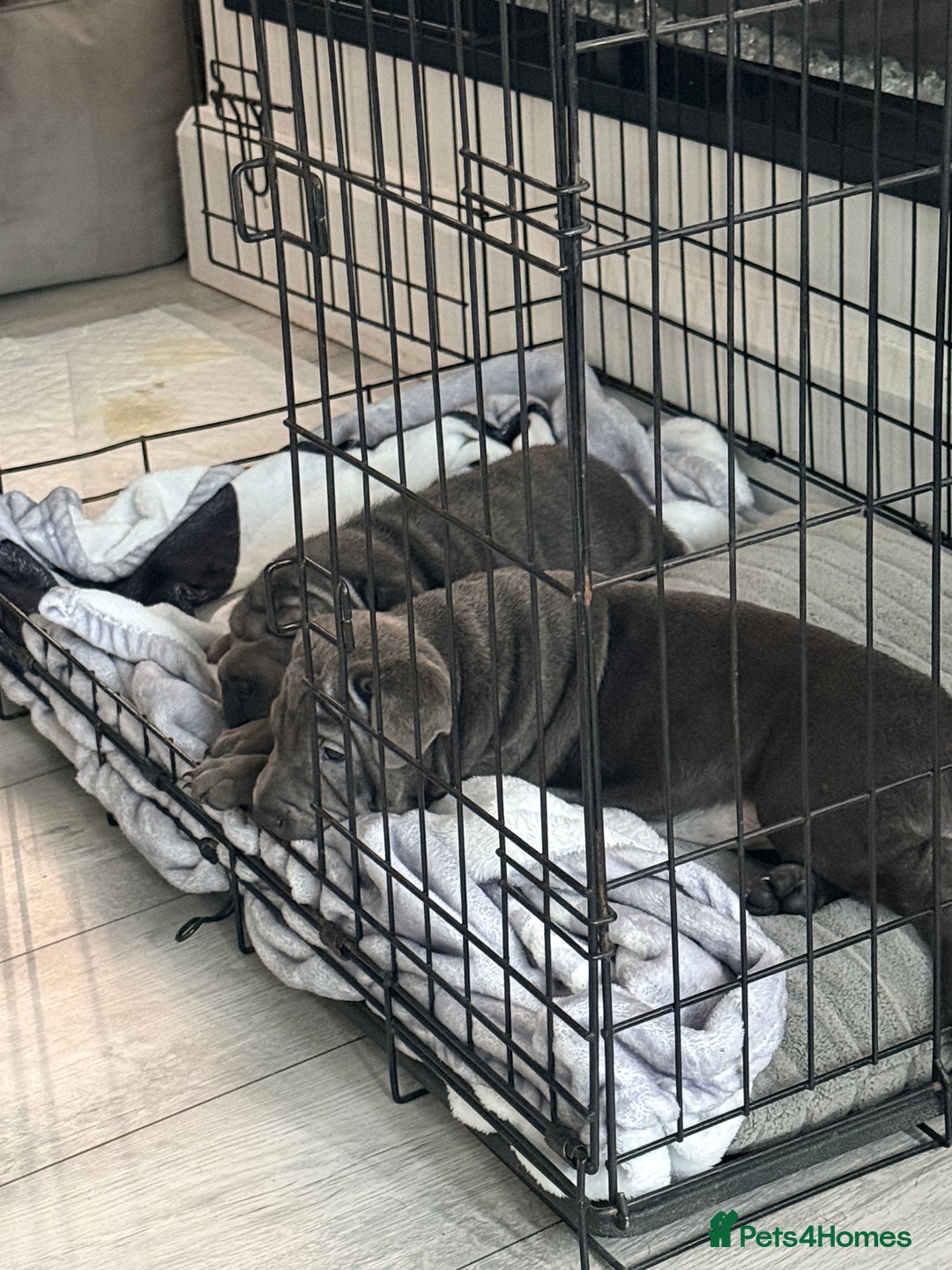 Mixed Breed dogs for sale: 2 female Shar Pei cross spaniel pups  - Advert 6