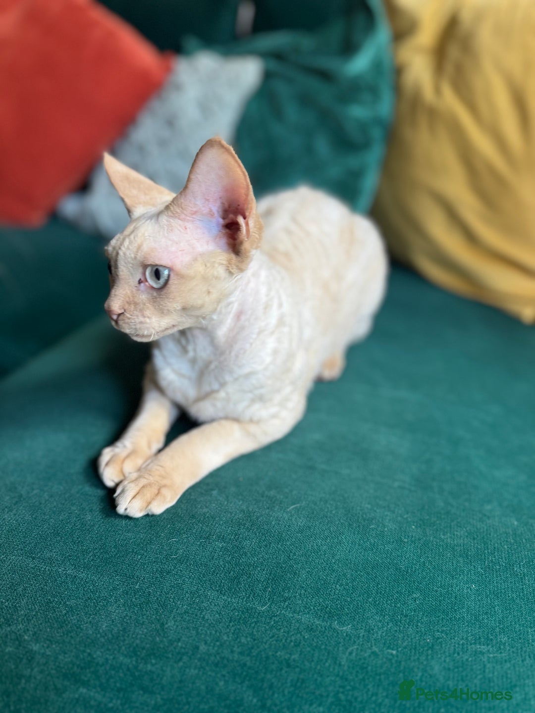 Devon Rex cats for sale: 1 Boy Left ♥️ - Image 8