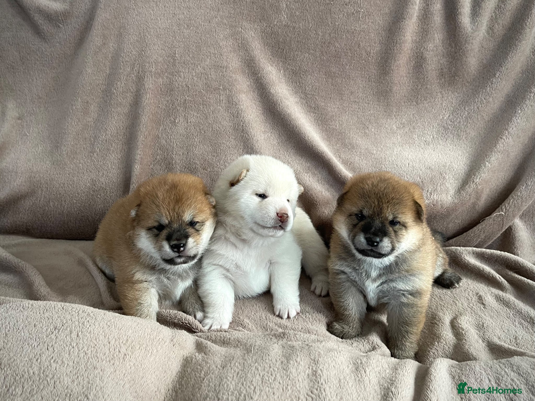 Japanese Shiba Inu dogs KC registered Japanese Shiba Inu puppies - Advert 13