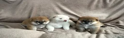 Japanese Shiba Inu dogs for sale: KC registered Japanese Shiba Inu puppies - Advert 18
