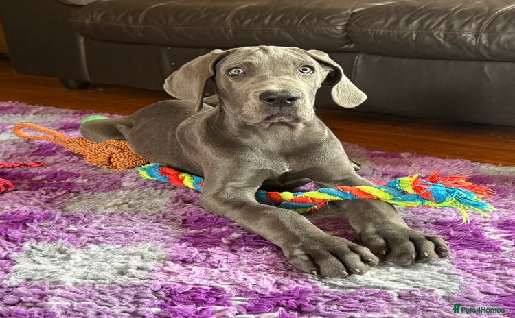 Great Dane dogs in Worksop - Advert 3
