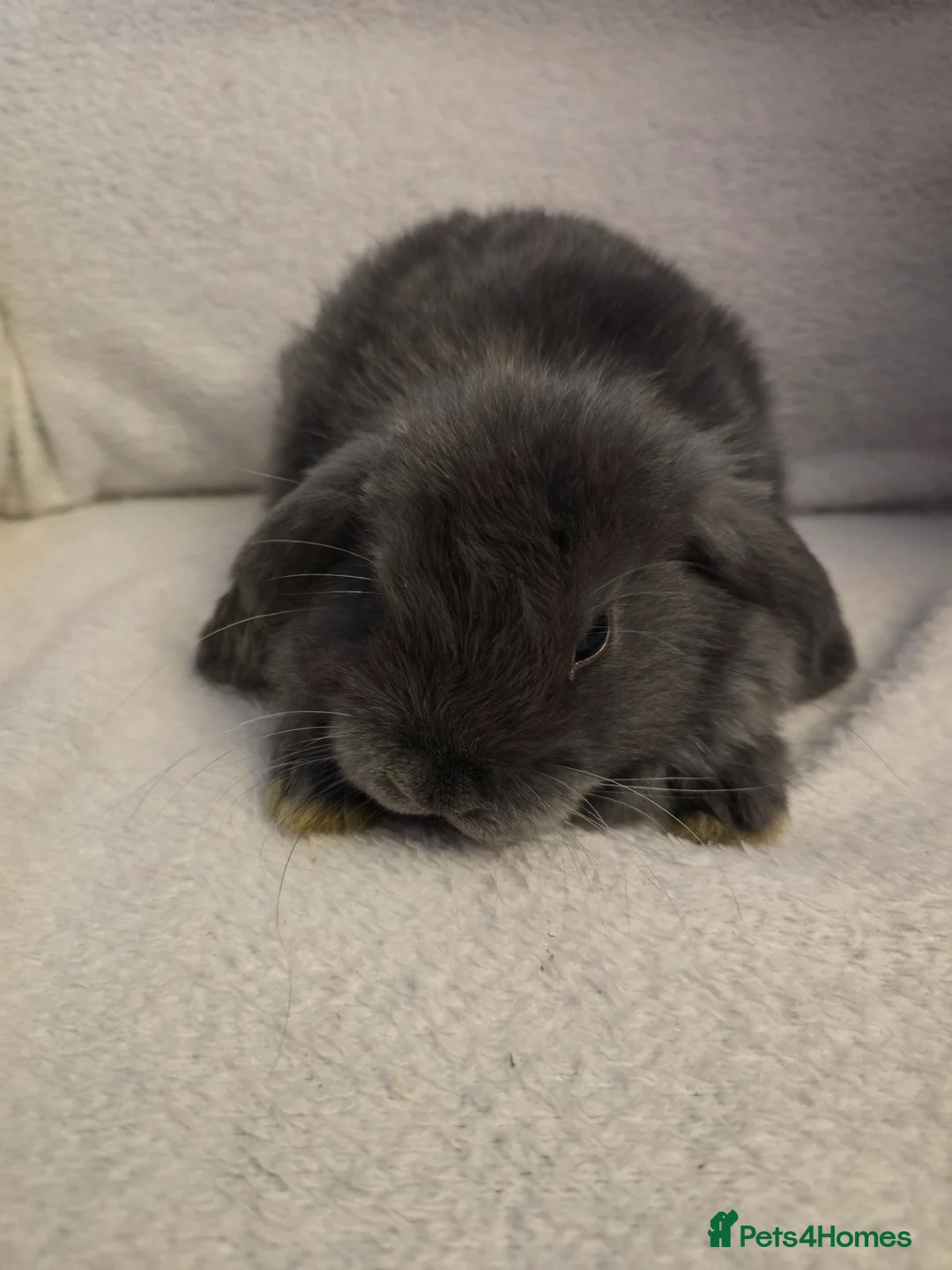 Mini Lop rabbits for sale: Mini lop - Advert 6