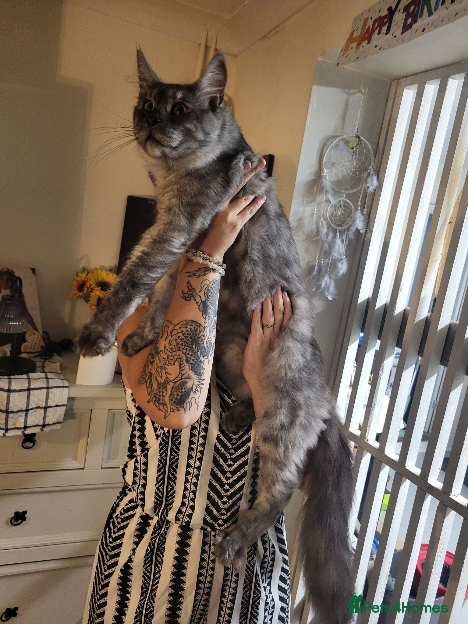 Maine Coon cats 3 MaineCoon Kittens 😸  - Advert 8