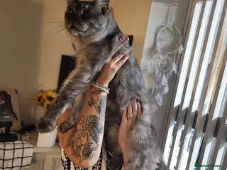 Maine Coon cats REDUCED MaineCoon Kittens 😸 - Advert 4