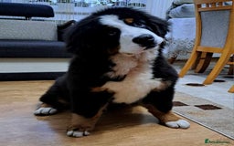 Bernese Mountain Dog dogs for stud: Proven health tested BMD handsome boy for stud. in Northampton - Image 18
