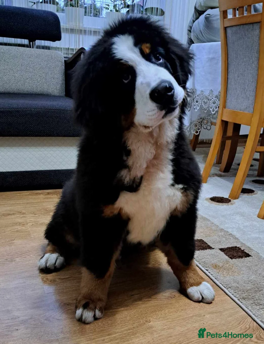 Bernese Mountain Dog dogs for stud: Proven health tested BMD handsome boy for stud. in Northampton - Advert 17