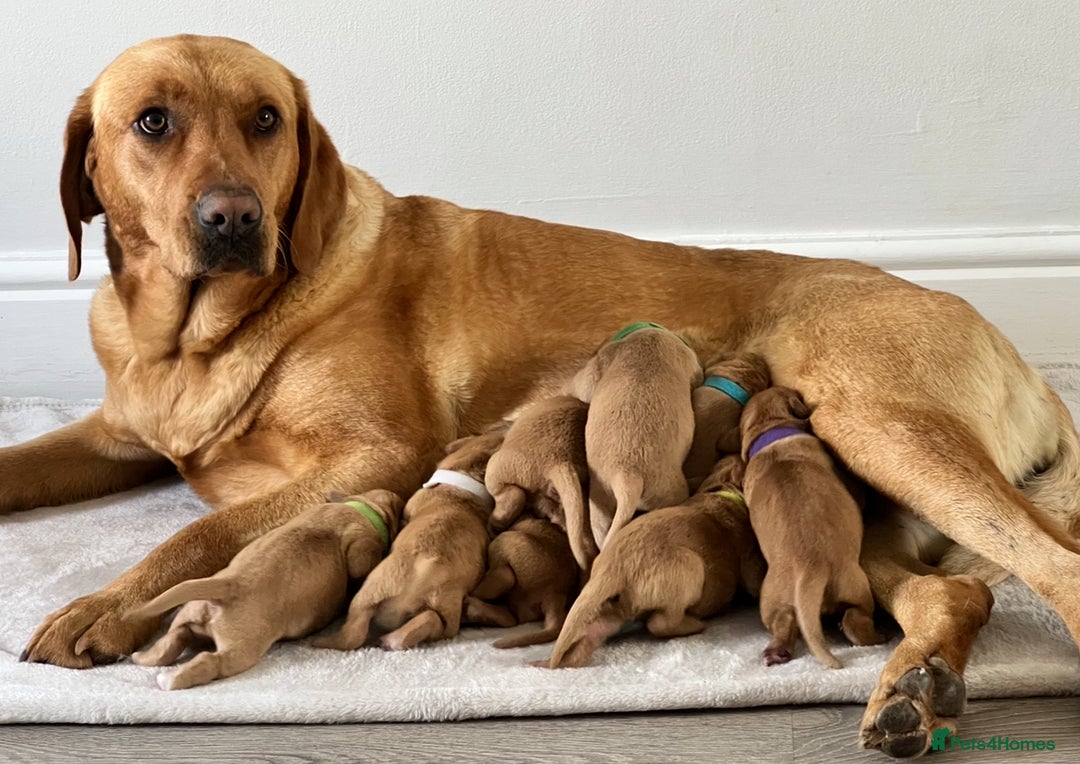 Labrador Retriever dogs for sale: Fox Red Labrador Puppies  - Image 20