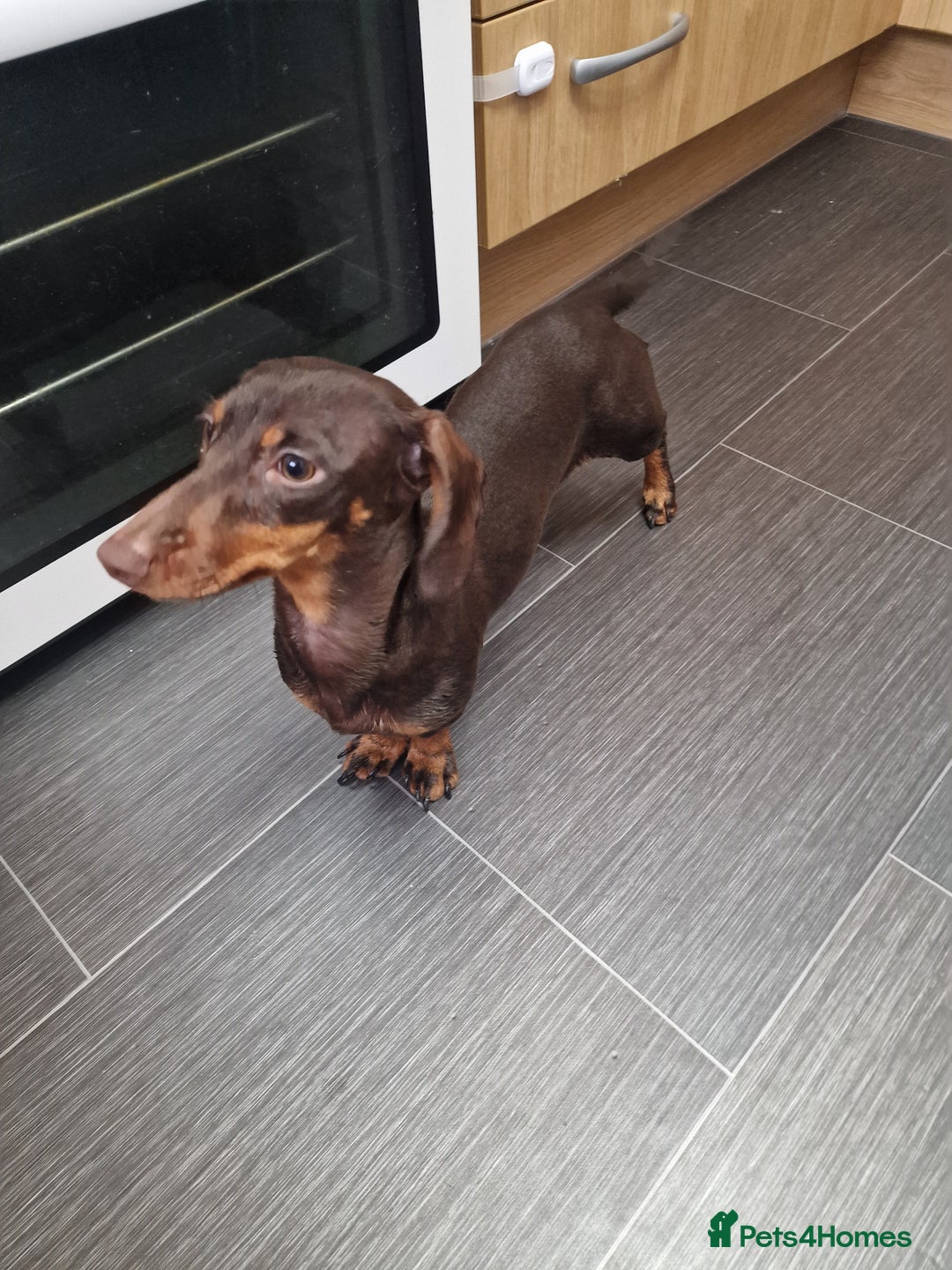 Dachshund dogs for sale: Winnie - standard Dachshund  - Advert 2