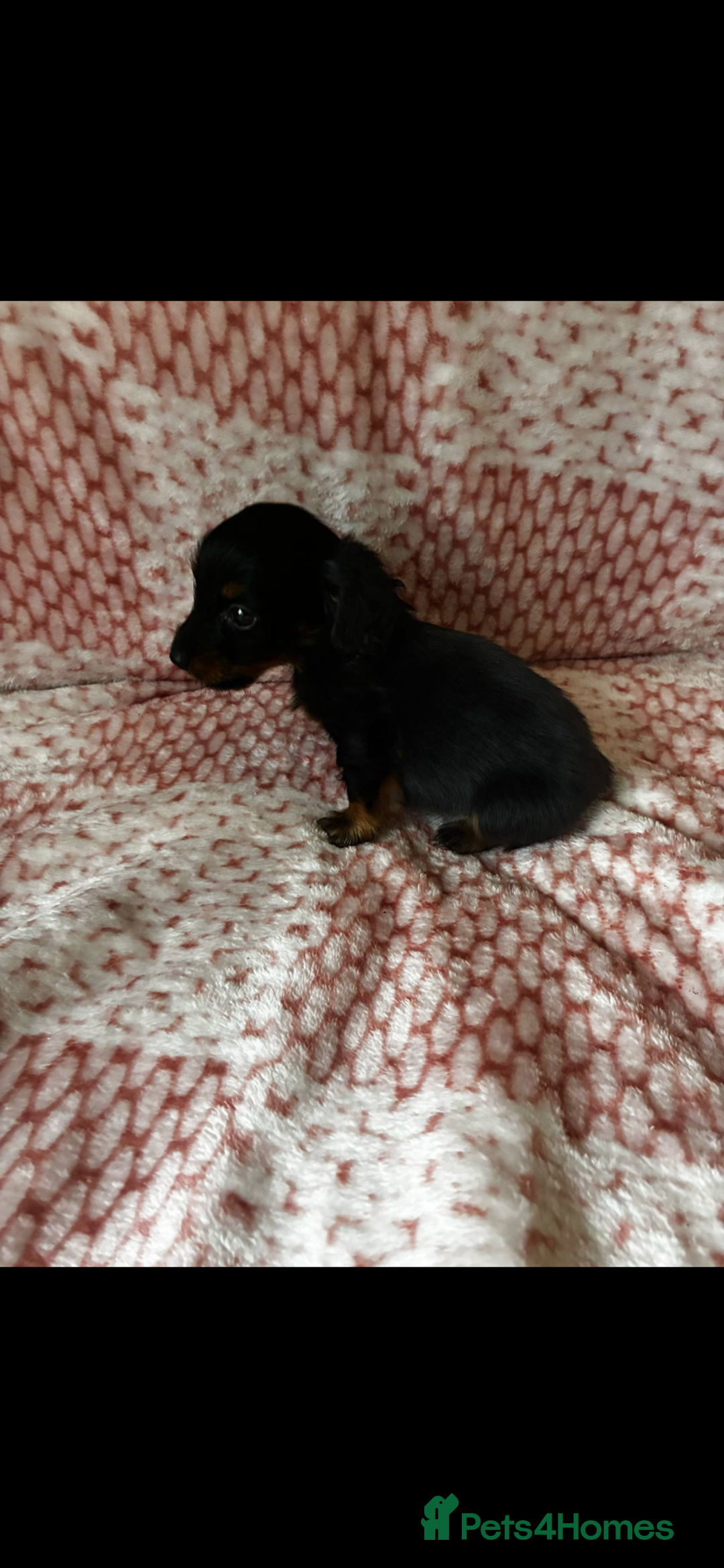 Miniature Dachshund dogs for sale: Miniature  - Image 11