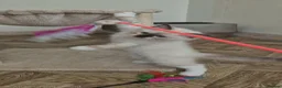 Ragdoll cats for sale: Outstanding TICA reg Ragdoll Male Deep Blue Eyes. - Advert 10