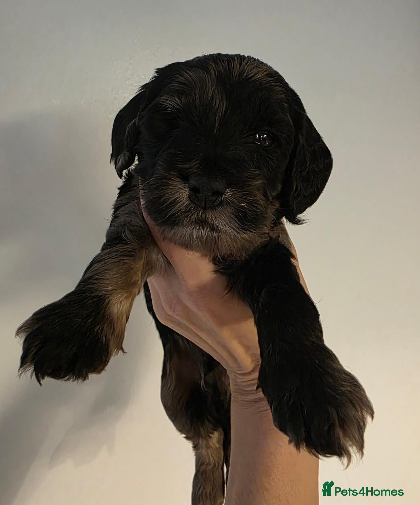 Cockapoo dogs for sale: Beautiful f1 cockapoo puppies - Advert 2