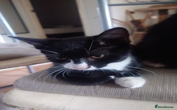 Mixed Breed cats for sale: Sweety girl  - Image 3