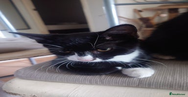 Mixed Breed cats - Advert 1