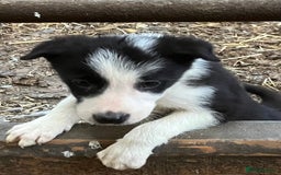 Border Collie dogs for sale: Border Collie puppies for sale  - Image 9