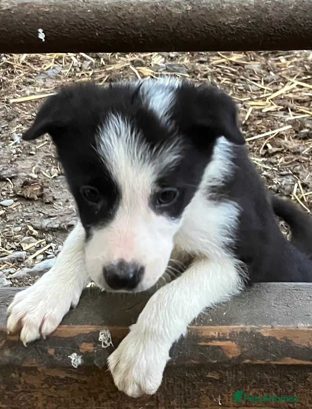 Border Collie dogs for sale: Border Collie puppies for sale  - Image 9