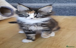 Maine Coon cats for sale: pure reg maine coon kittens - Image 11